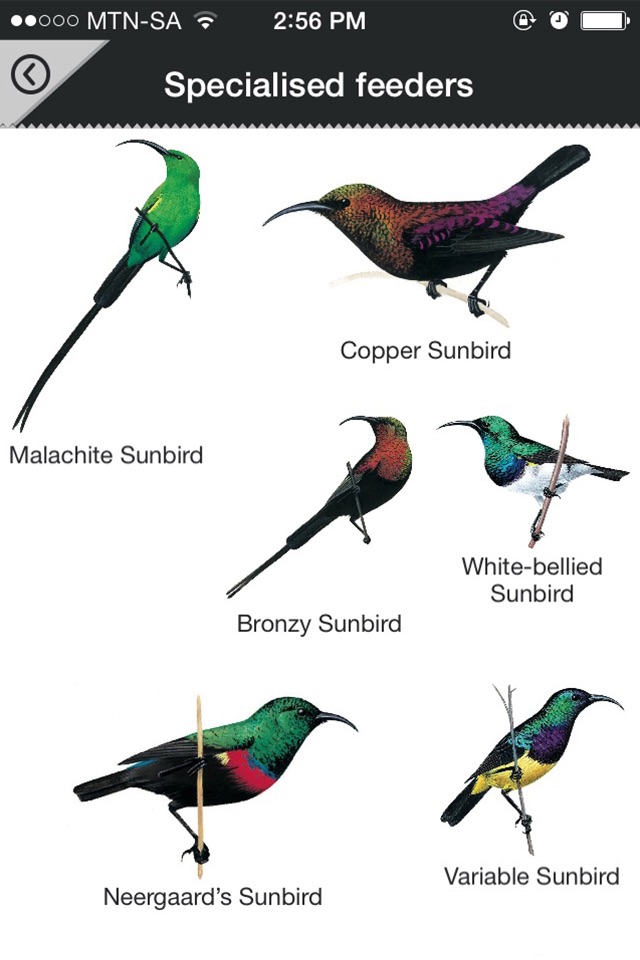 Newman’s Birds of Africa screenshot 2