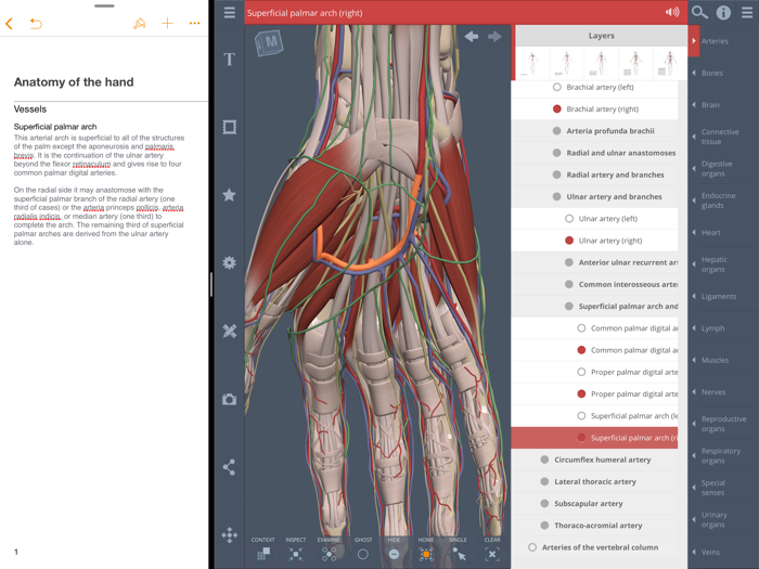 Primals 3D Whole body