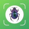 What bug is this Identify bugs icon