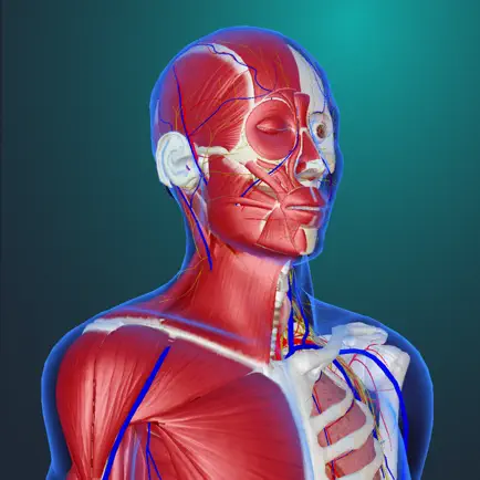 teamLabBody Pro Human anatomy Читы