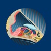 Inner Ear ID icon