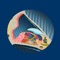 The Inner Ear ID app helps students and patients learn and professionals teach ear anatomy