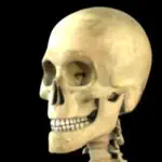 Skeleton Study Guide App Contact