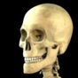 Skeleton Study Guide app download