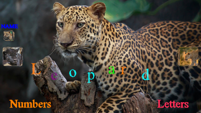 Wild Cats Sounds Screenshot