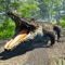 Hungry Crocodile Animal Sim