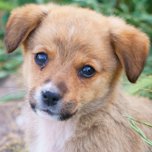 Puppy Falling Blocks icon