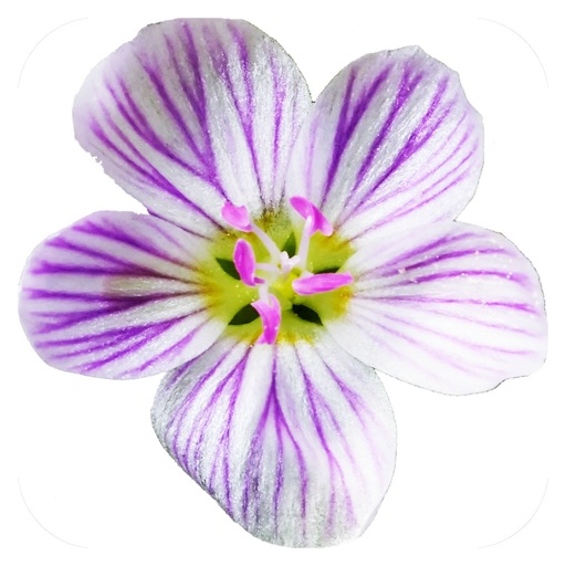 Flora of Virginia Download