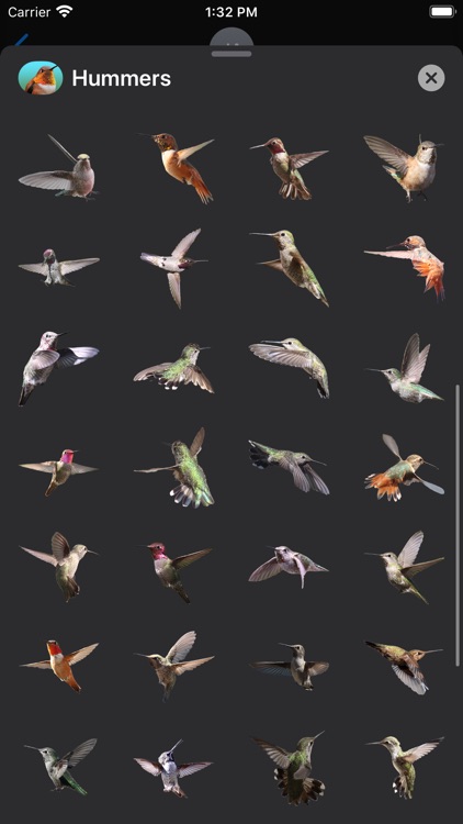 Hummingbird Sticker Pack screenshot-4