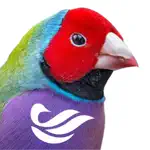Birdly - BirdLife Australia App Positive Reviews