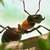 Ant War - Kingdom Battles - iPadアプリ