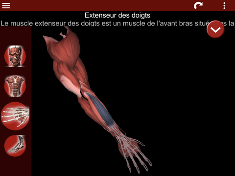 Screenshot #6 pour Système Musculaire 3D Anatomie