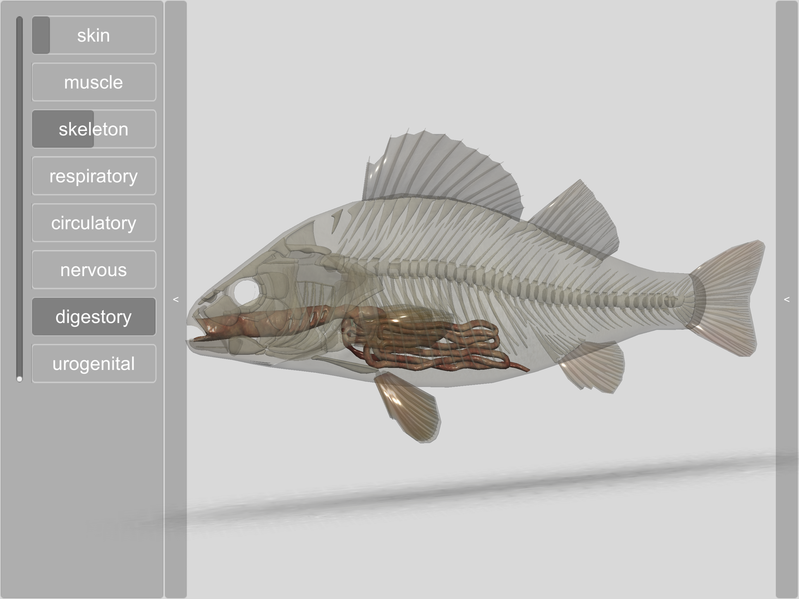 3D Fish Anatomy screenshot 15