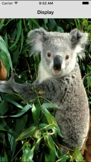 Australian Animal Alphabet screenshot 3