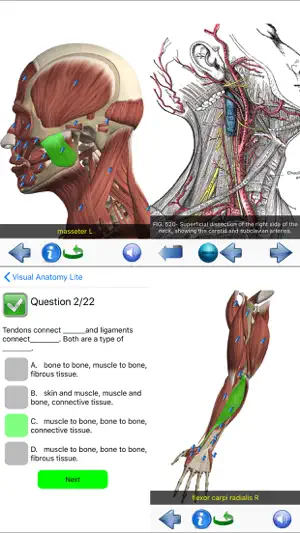 Visual Anatomy Lite screenshot 7