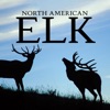 Icon North American Elk