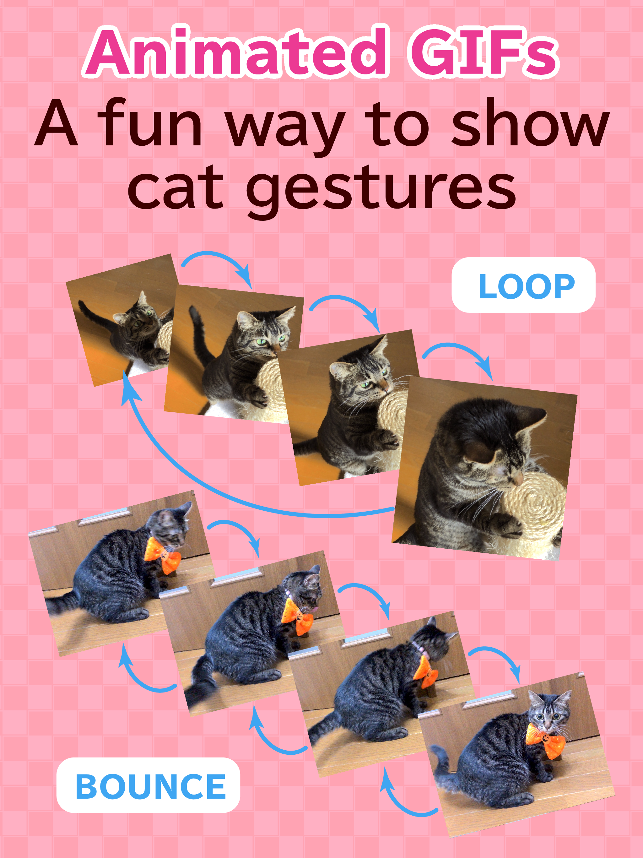 toruneko (KittyCam)