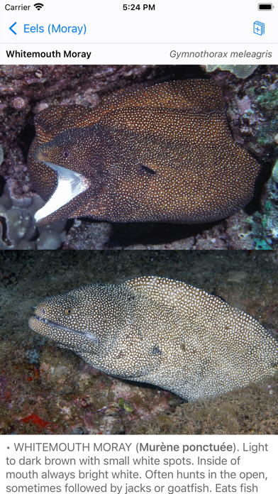 Tahiti Fish ID Screenshot
