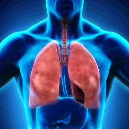Anatomy : Respiratory System Cheats