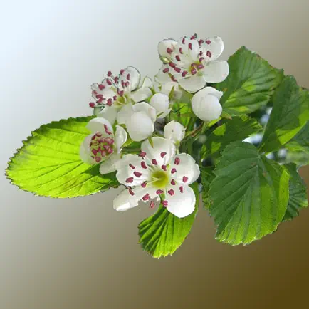 Missouri Wildflowers Читы