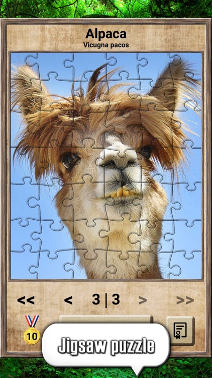 Animal Kingdom - Quiz Game screenshot-7