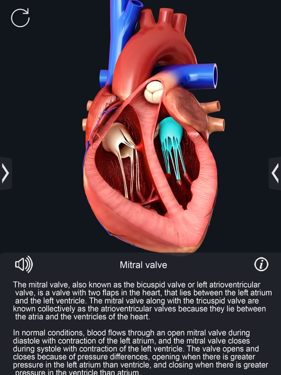 My Heart Anatomyのおすすめ画像4