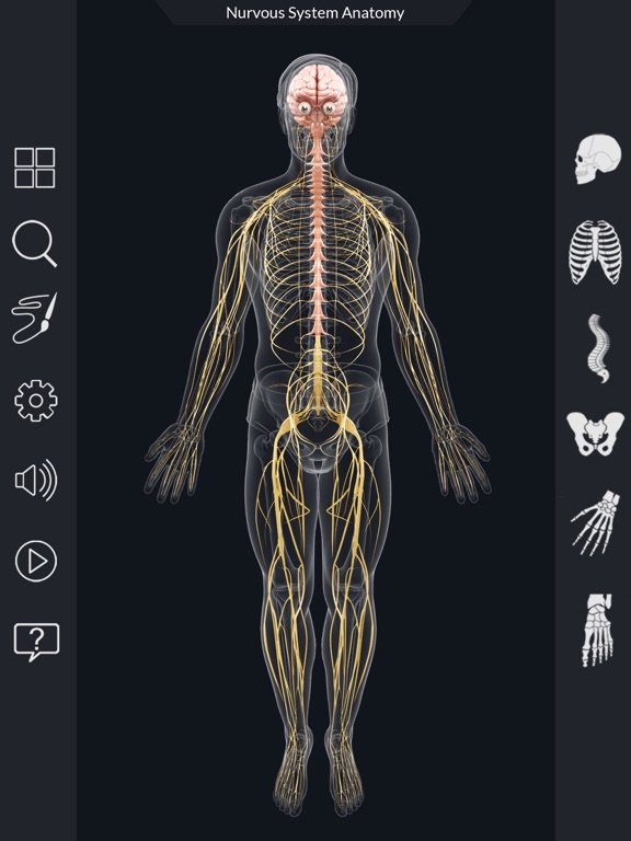 Screenshot #4 pour My Nervous System Anatomy
