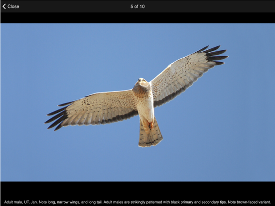 Screenshot #4 for Raptor ID