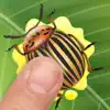 Colorado Beetles Smasher Positive Reviews, comments