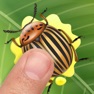 Get Colorado Beetles Smasher for iOS, iPhone, iPad Aso Report