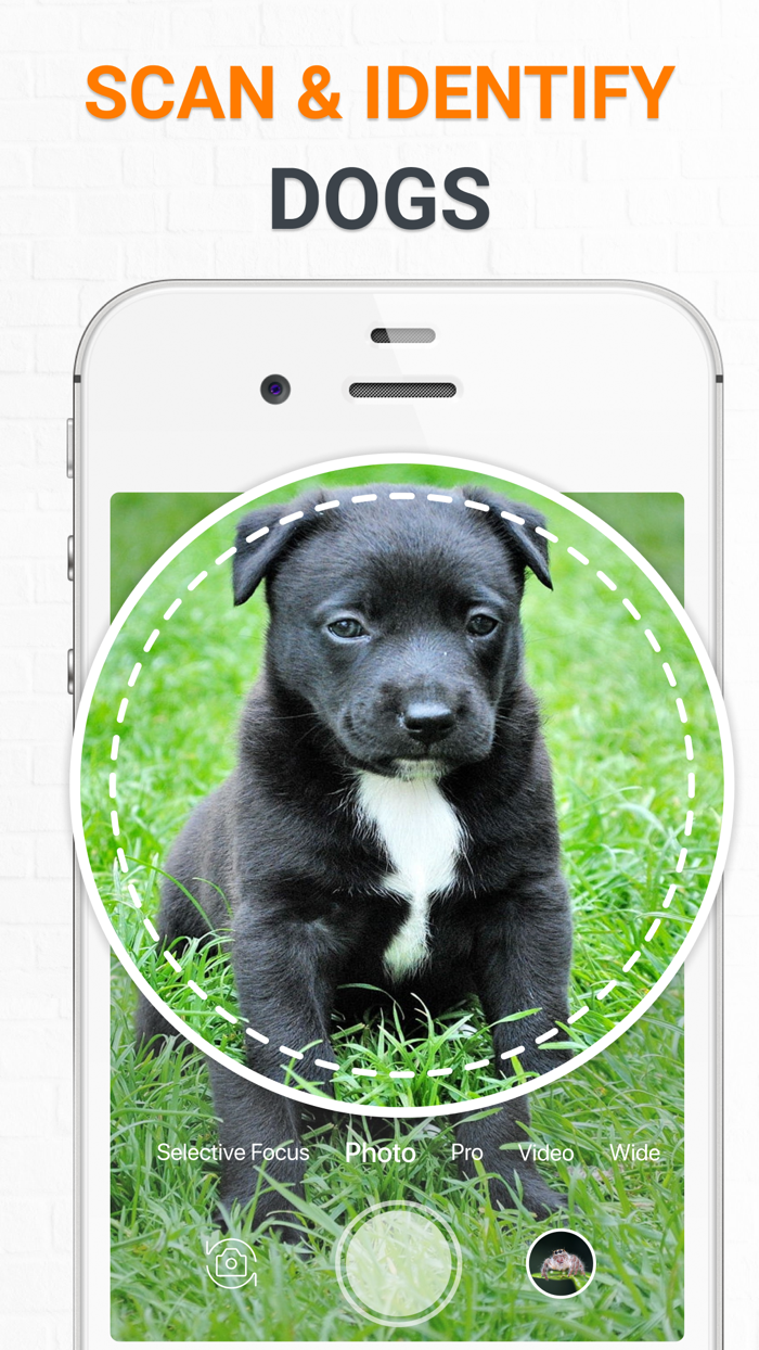 Dog Scanner Dog Breed Photo ID