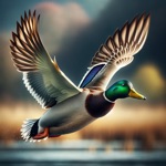 Download Duck Hunting Calls app