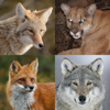 Coyote& Predator Hunting Calls - Purr Apps