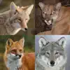 Coyote& Predator Hunting Calls App Delete