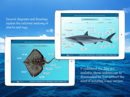 Sharks and Rays iPad screenshot