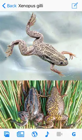 Game screenshot Frogs of Southern Africa mod apk