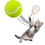 Download Cat Sports app