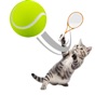 Cat Sports app download