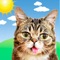 Lil BUB Cat Weather Report