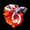 Betta Fish Wallpapers HD ! icon