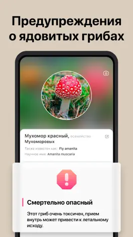 Game screenshot Picture Mushroom - гриб hack
