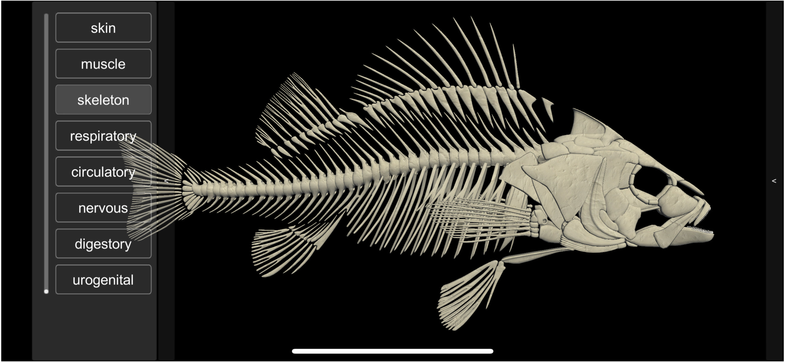 3D Fish Anatomy screenshot 2