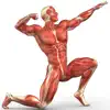 Human Muscular System Trivia problems & troubleshooting and solutions