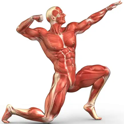 Human Muscular System Trivia Читы