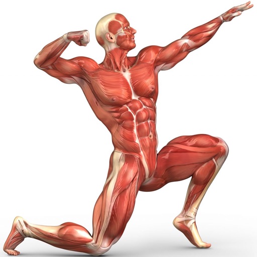 Human Muscular System Trivia icon