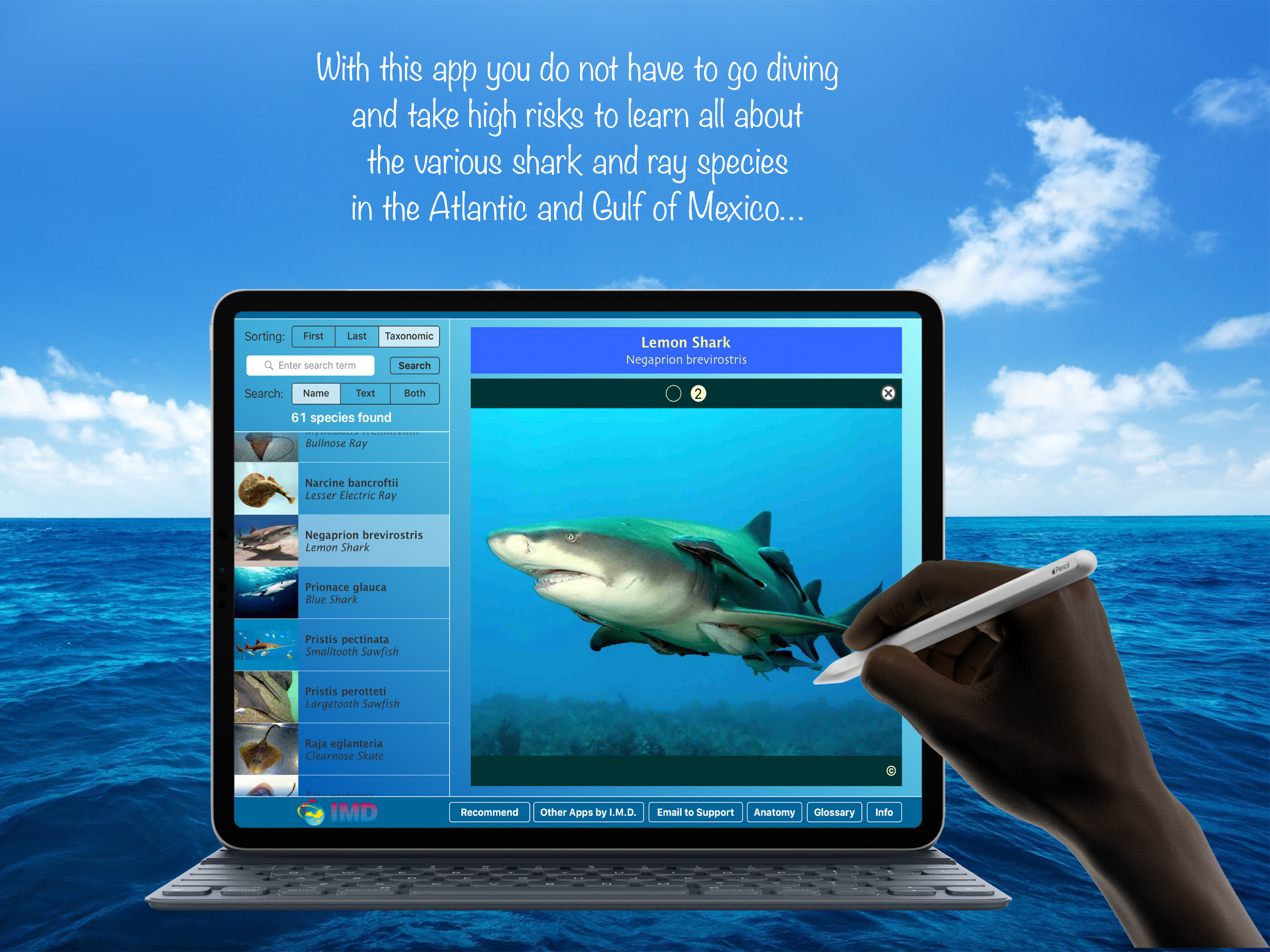 Sharks and Rays screenshot 9