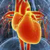 Circulatory System Flashcards App Delete