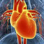 Circulatory System Flashcards App Cancel