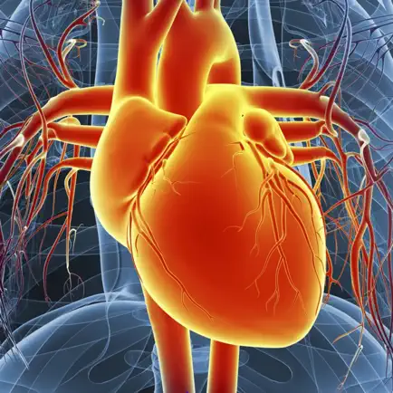 Circulatory System Flashcards Cheats