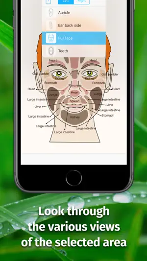 Massage Maps • Reflexology screenshot 4